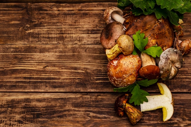 Frische Waldpilze. Verschiedene Steinpilze, Steinpilze, Russula, Rouge, Eichenblätter