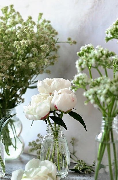 Frische weiße Gypsophila Piones auf weißem Hintergrund Hochzeitsdatum Eine Einladung zu einem Urlaub CongratulationAn leerer Platz für Text Ansicht von oben