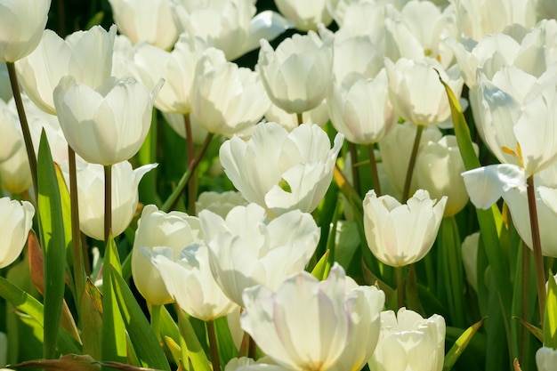 Frische weiße Tulpen blühen im Garten