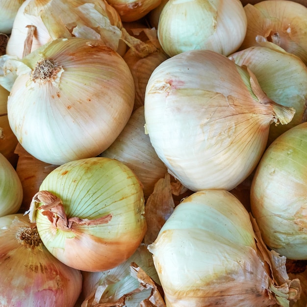 Frische weiße Zwiebel an der Marktnahaufnahme