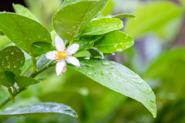 Frische Zitronenblüten mit Wassertropfen in der morgendlichen Zitronenblüte am Baum zwischen grünen Blättern, verschwommener Hintergrund