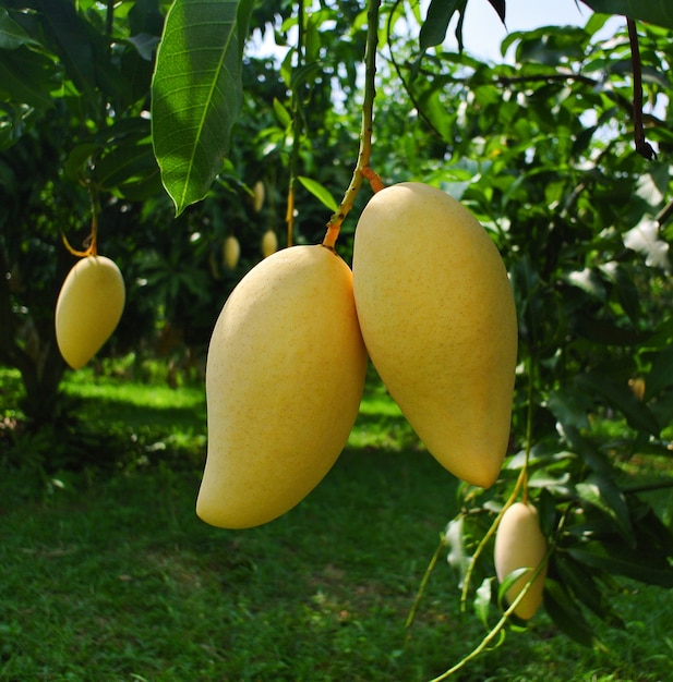 Frische Zwillingsmango, die an einem Mangobaum im Garten hängt