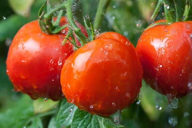 Frischen Tomaten