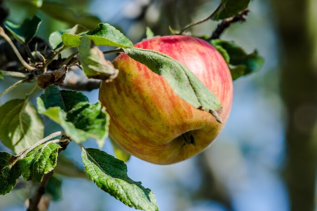 Frischer Apfel auf dem Baum