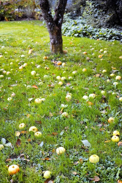 Frischer Apfel Frischer Apfel im Garten