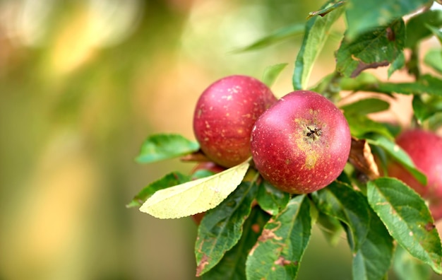 Frischer Apfel im Garten Frischer Apfel im Baum