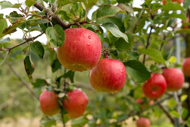 Frischer Apfelbauerngarten