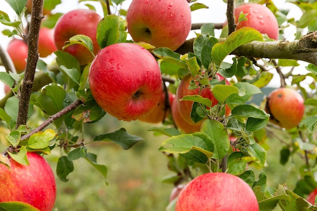 Frischer Apfelbauerngarten