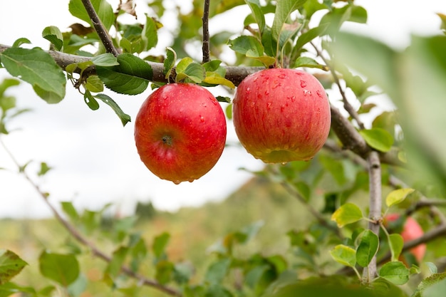 Frischer Apfelbaum im Bauernhof