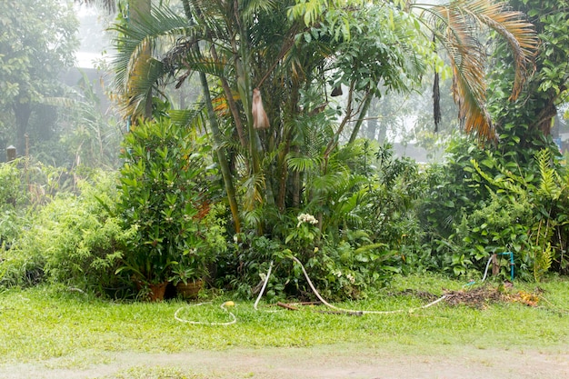 Frischer Baum beim Regen