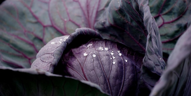 Frischer Bio-Gartenkohl mit Wassertropfen nach dem Regen