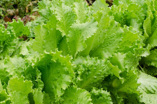 Frischer Bio-Salat, der im grünen Blattsalat des Gartens auf Gartenbett wächst growing