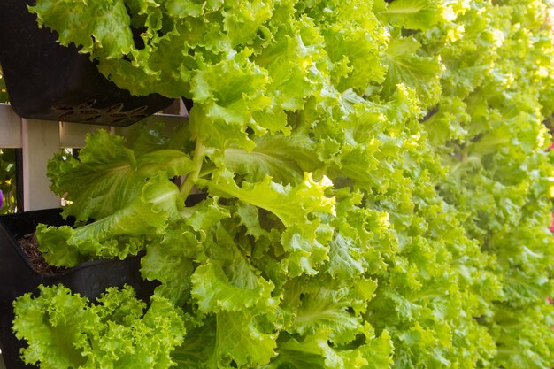 Frischer Bio-Salat in Hydrokultur-Farm