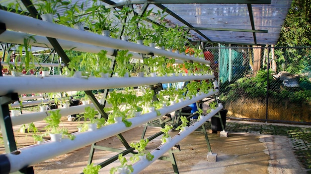Frischer Blattsalat grüne Gemüsepflanze durch Hydroponik-Methode Nährfilmtransfer Hydroponische Einrichtungssystemidee Moderner Gemüseanbau