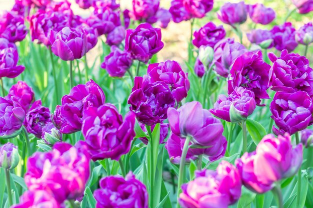 Frischer Blumenhintergrund der bunten lila Tulpen schließen oben