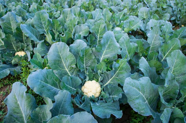 Frischer Blumenkohl das Rohgemüse wächst in organischer Erde im Garten Ökologischer Anbau von frischer Blumenkohlplantage