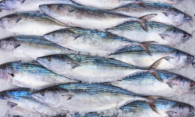 Frischer Bonito-Fisch im Eis auf dem Markt Bonito-Hintergrund