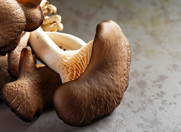 frischer brauner Buchenpilz oder schwarzer Reishi-Pilz