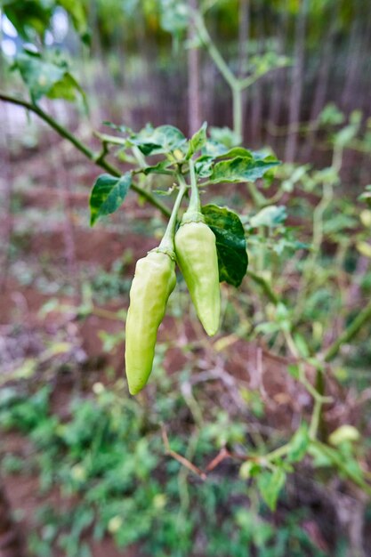 Frischer Chili im Garten gepflanzt