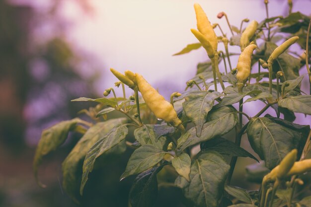 Frischer Chili