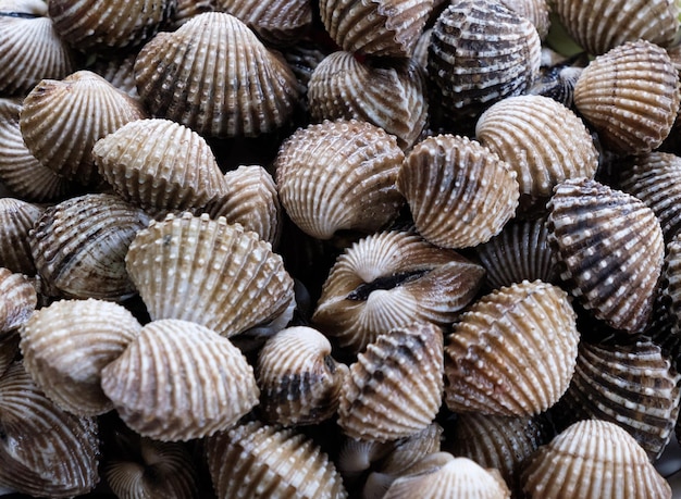 Foto frischer cockle-stapel