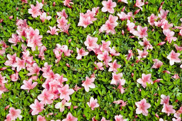 Frischer detaillierter Hintergrund von Blütenazaleen (Rhododendron) Büschen