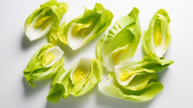 Frischer Endive-Salat, isoliert auf weißem Hintergrund