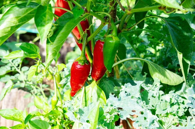 Foto frischer espelette-pfeffer auf der pflanze in der sommersonne