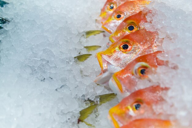 Frischer Fisch auf dem Eis