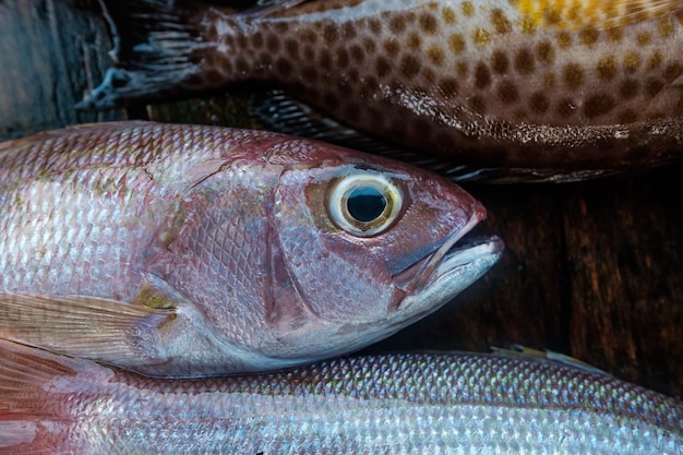 Frischer Fisch auf dem Markt hautnah