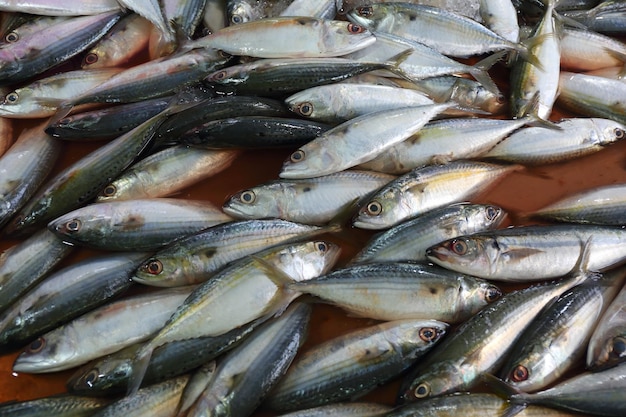 Frischer Fisch auf der Markttheke