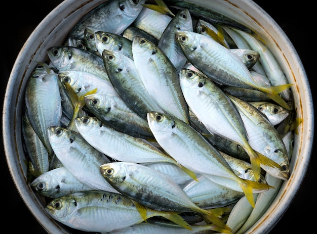 Frischer Fisch aus dem Meer zum Essen.