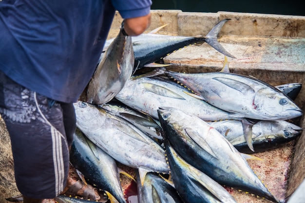 Frischer Fisch des Thunfischs für Verkauf am Fischmarkt in Mann, Malediven