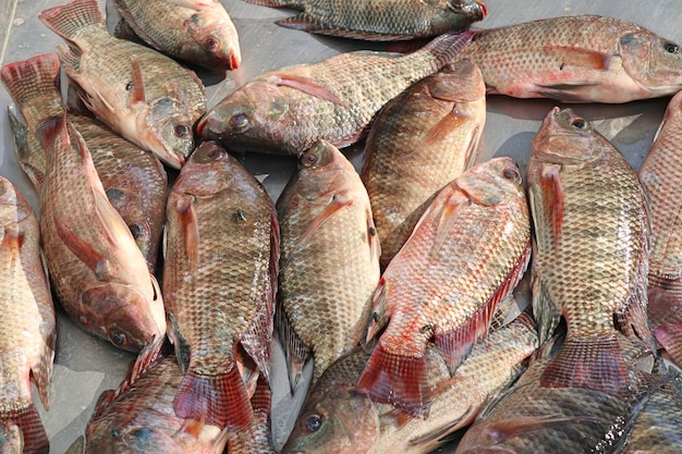 frischer Fisch im Markt