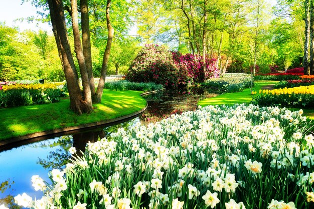 Frischer Frühlingsrasen mit blühenden weißen Narzissenblüten unter grünem Baum in formaler Gartenwasserquelle im Hintergrund im Retro-Stil