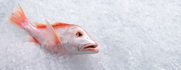 Frischer ganzer Red Snapper Fisch Meeresfrüchte ungekocht auf Eis mit Kopiergeschwindigkeit