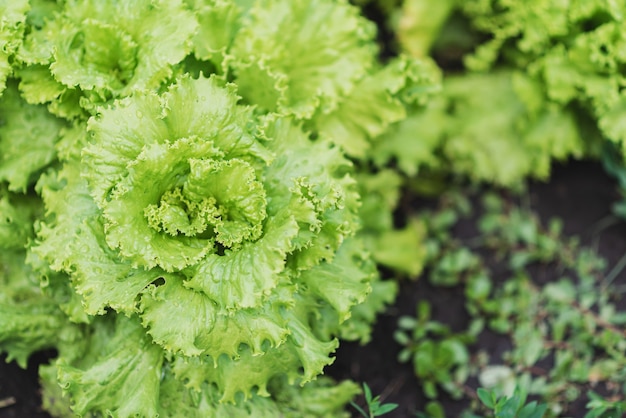 Frischer Gemüsesalat wächst auf dem Feld im Dorf