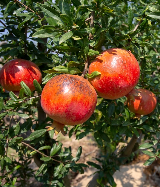 Frischer Granatapfel-Obstbaum, Izmir/Türkei