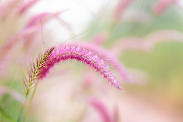 Foto frischer grasmorgen