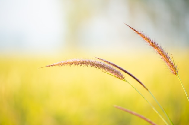 Foto frischer grasmorgen