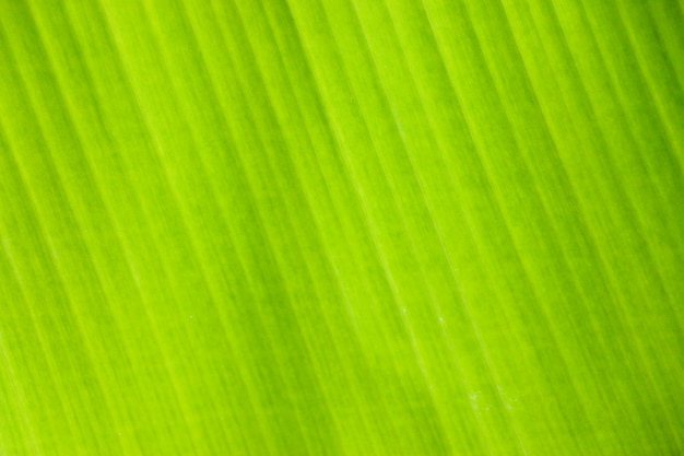 Frischer grüner Blatttexturhintergrund des Bananenblattes