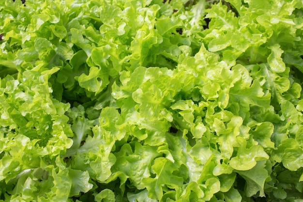 Frischer grüner Eichenblattkopfsalat im Garten