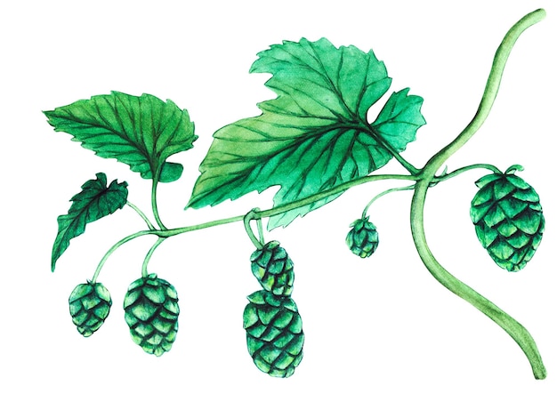 Frischer grüner Hopfen Aquarell handgezeichnete Illustration für das Oktoberfest Skizze auf transparentem Hintergrund für Ornamente oder beliebiges Design