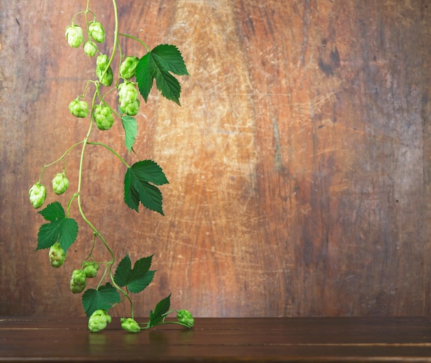 Frischer grüner Hopfen auf einem Holztisch