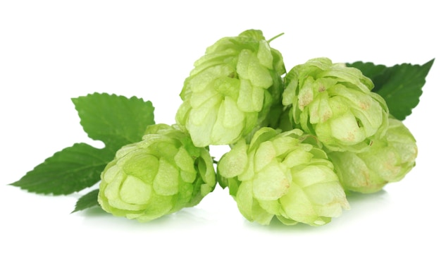 Frischer grüner Hopfen getrennt auf Weiß