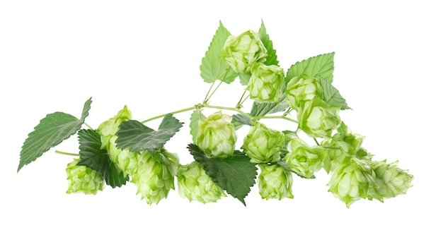 Frischer grüner Hopfenzweig, isoliert auf weißem Hintergrund, Hopfenkegel mit Blättern, Bio-Hopfenblüten