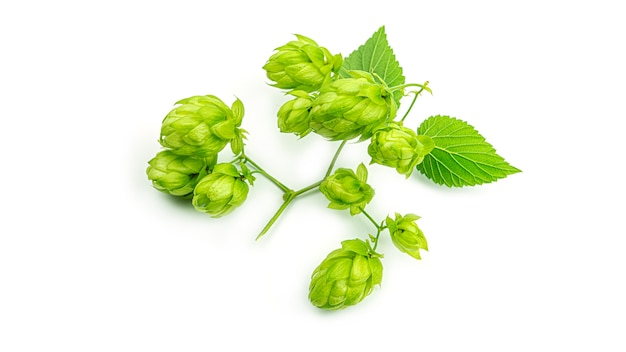 Frischer grüner Hopfenzweig, lokalisiert auf einem weißen Hintergrund. Hopfenzapfen für die Herstellung von Bier und Brot. Nahansicht. Hochwertiges Foto