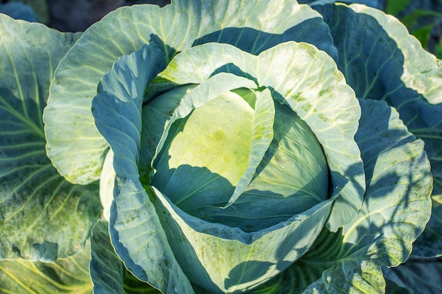 Foto frischer grüner saftiger kohl im garten.