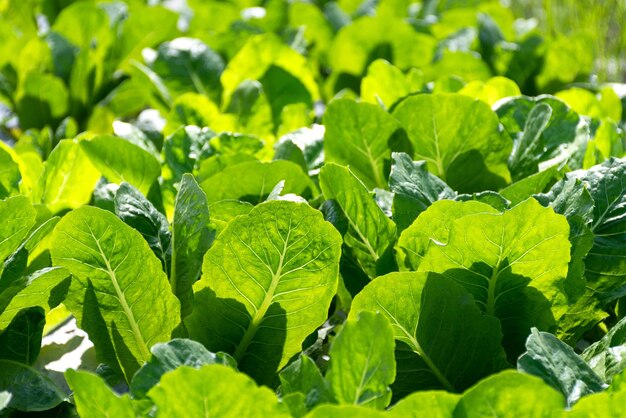 Frischer grüner Salat im Bio-Gemüsehof