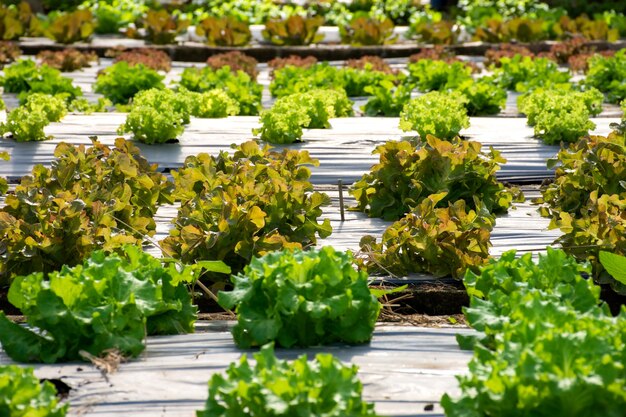 Frischer grüner Salat in der Bio-Gemüsefarm.